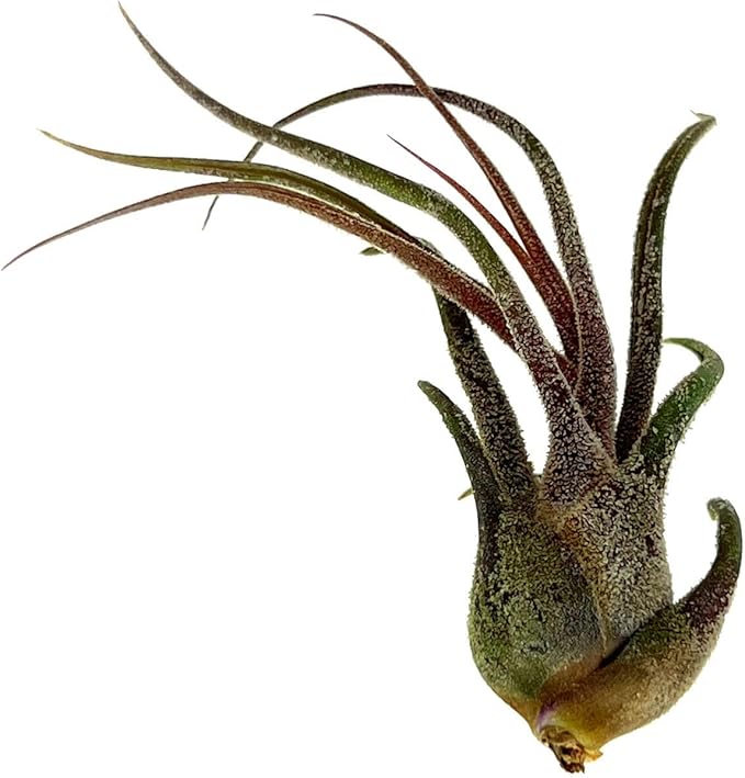 Air Plants - Tillandsia Pruinosa, Large 3-5" - 1ct - Live Arrival Guaranteed - House Plants for Home Decor & Gift