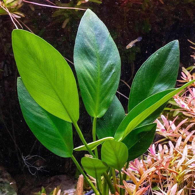 Ultum Nature Systems Anubias Barteri Tissue Culture Live Plant for Aquarium, Aquascape, Freshwater Fish Tanks - 100% Snail Free in Vitro