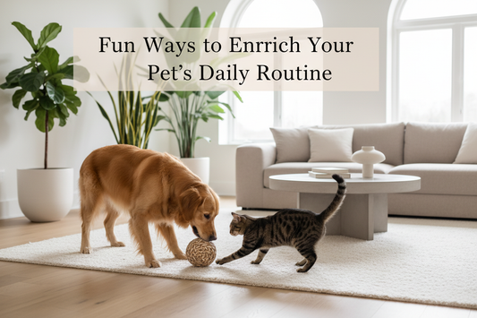 Fun Ways to Enrich Your Pet's Daily Routine