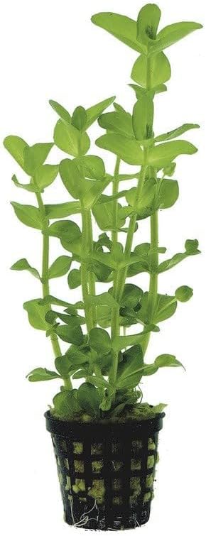 Potted Live Aquarium Plants | Freshwater Aquatic Plants for Aquariums (Moneywort, 5 Pack)