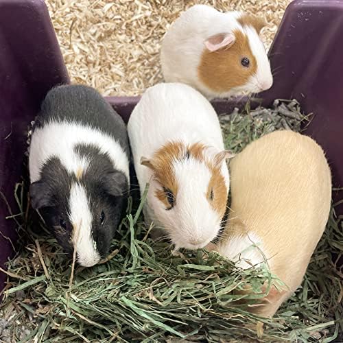 Blue Mountain Hay | Fresh Alfalfa Hay (40 Ounce) | High Leaf Retention | Nutritious High-Altitude Hay Pet Food for Rabbits, Guinea Pigs, Chinchillas, Hamsters, and Other Small Pets