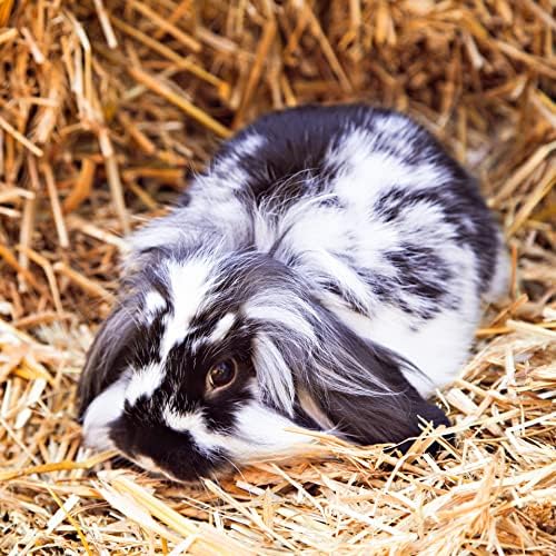 Blue Mountain Hay | Fresh Alfalfa Hay (15 Ounce) | High Leaf Retention | Nutritious High-Altitude Hay Pet Food for Rabbits, Guinea Pigs, Chinchillas, Hamsters, and Other Small Pets