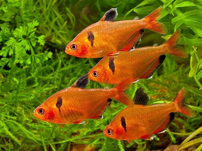 Aquatic Foods Inc. Tropical Fish Flakes, Mix of Krill, Color Enhancing, Spirulina Flakes for Cichlids, Angels, Tetras, Guppies, All Tropical Fish...WL…2-lbs Poly Bag