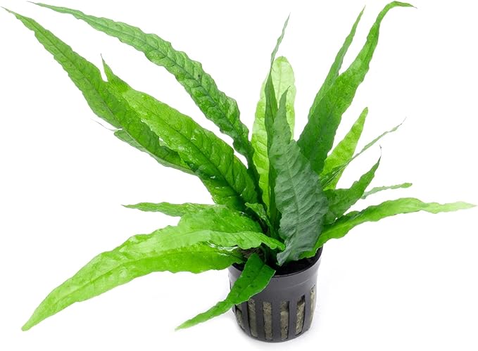 Java Fern Live Aquarium Plants - Potted Freshwater Plant for Fish Tanks - Beginner Friendly, Low Light (Java Fern, 5 Pots)