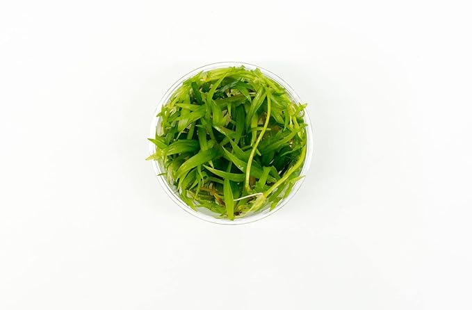 Ultum Nature Systems Echinodorus Magdalenensis Sword Tissue Culture Live Plant for Aquarium, Freshwater Fish Tank, Aquascaping - 100% Snail Free in Vitro