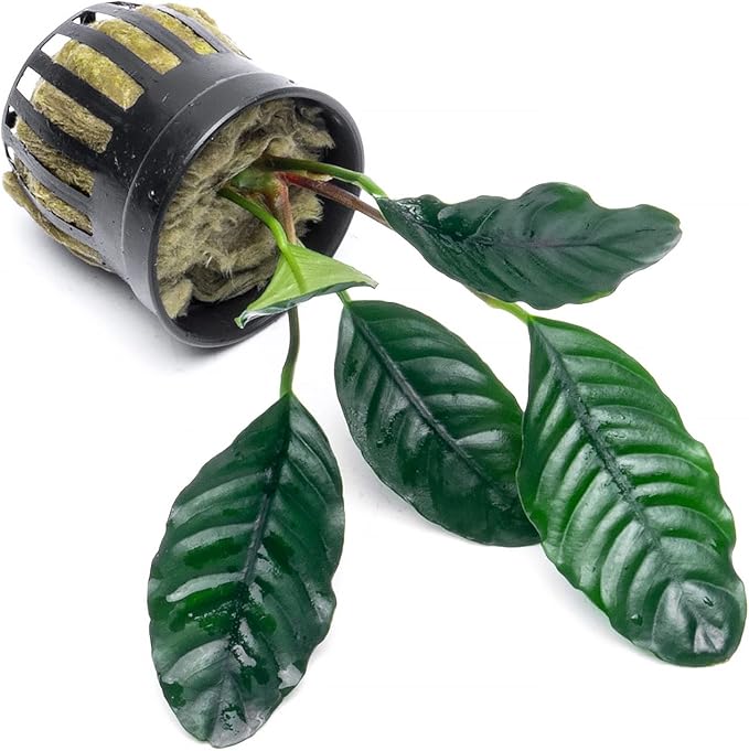 Anubias Live Aquarium Plants - Potted Freshwater Plant for Fish Tanks, Terrariums - Beginner Friendly Low Light (Barteri Coffeefolia, 5 Pots)