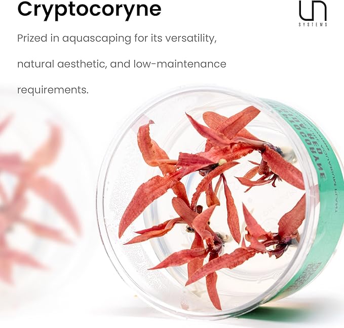 Ultum Nature Systems Cryptocoryne Wendtii Green Tissue Culture Live Plant for Aquarium, Aquascape, Freshwater Fish Tanks - 100% Snail Free in Vitro