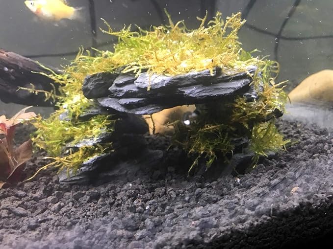 Voulosimi Natural Slate Rocks PH Neutral Stone Perfect Rocks for Aquariums, Landscaping Model,Tank Decoration,Amphibian Enclosures (3.5 LB, 3-5 inch)