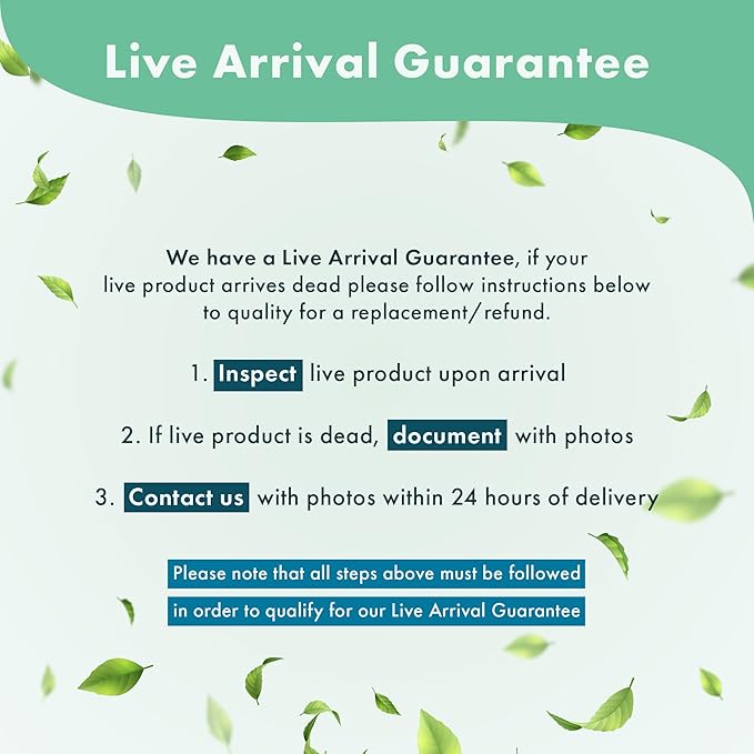 Echinodorus Ozelot Sword Live Plant for Freshwater Aquariums, Natural Fish Tank Decorations, and Aquatic Decor (1 Pot (2-3 Plants))