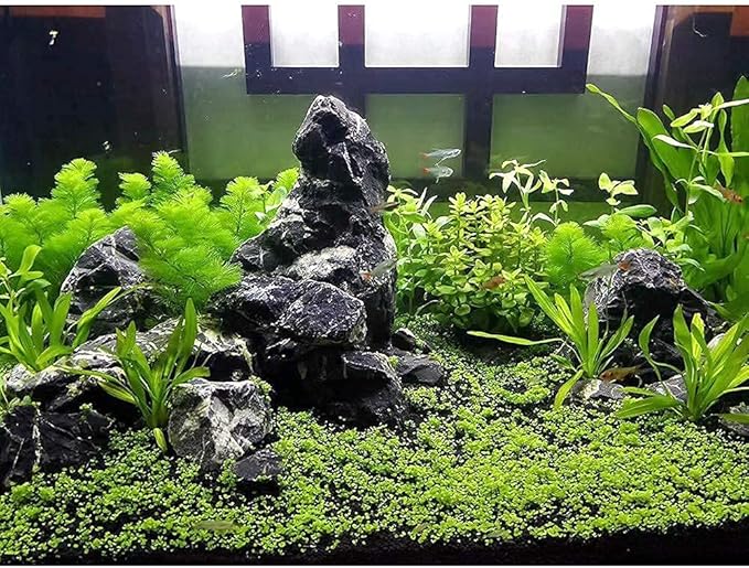 LANDEN Natural Tonwa Stones Slate Stones for Aquariums Terrariums, Paludarium,Vivariums, Reptile and Amphibian Enclosures (17lbs, 2 to 8 inches)