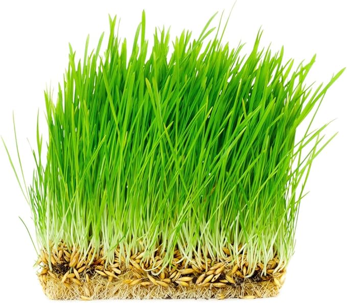 Thunder Acres Non GMO, Certified Organic, Oat Seed (2 lb.)