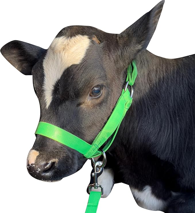 XUANNIAO Easily Adjustable Figure 8 Cow Halter, Double-Ply Premium Livestock Cattle Halters, Colorful Cow Utility Calf Halter with Leading Rope for Miniature Horse Donkey Goat Foal (Large, Green)