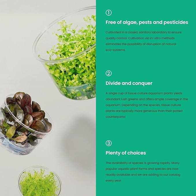 Ultum Nature Systems Live Tissue Culture - Anubias Nana Golden (Anubias barteri 'Nana') - Easy - Low to Medium Light - Light Green Accent - Foreground to Midground - 100% Snail Free Grown in-Vitro