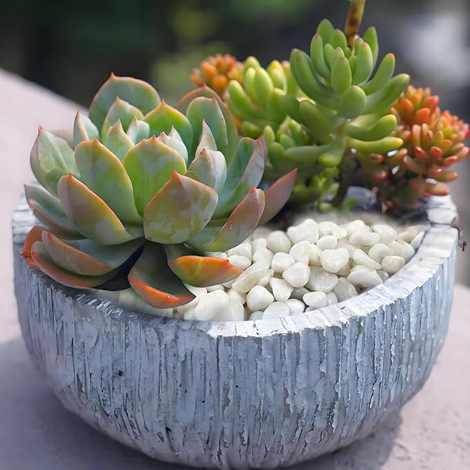10 lbs White Pebbles for Indoor Plants, 3/8 Inch Decorative White Stones. Polished River Rocks for Potted Plants Vase Cactus Bird Bath and Outdoor Garden Landscaping
