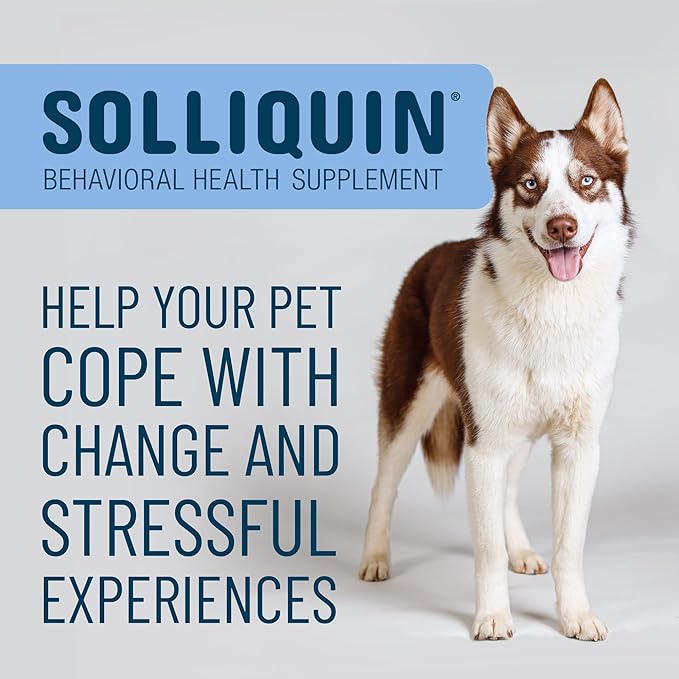Nutramax Solliquin Calming Behavioral Health Supplement for Large Dogs - with L-Theanine, Magnolia/Phellodendron, and Whey Protein Concentrate, 75 Soft Chews