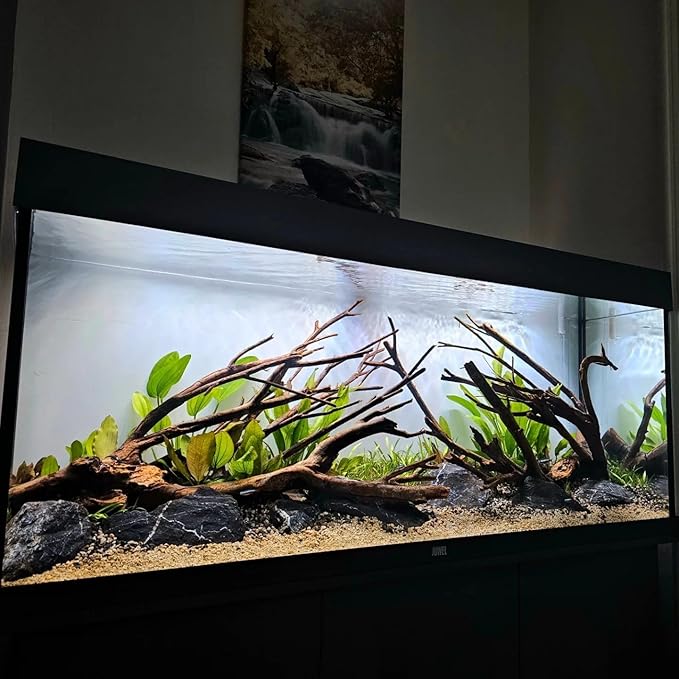 Amazon Sword Echinodorus Bleheri Live Plant for Freshwater Aquariums, Natural Fish Tank Decorations, and Aquatic Decor (5 Pots (10-15 Plants))