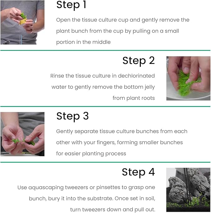 Ultum Nature Systems Lagenandra Meeboldii 'Red' Tissue Culture Live Plant for Aquarium, Freshwater Fish Tank, Aquascaping - 100% Snail Free in Vitro