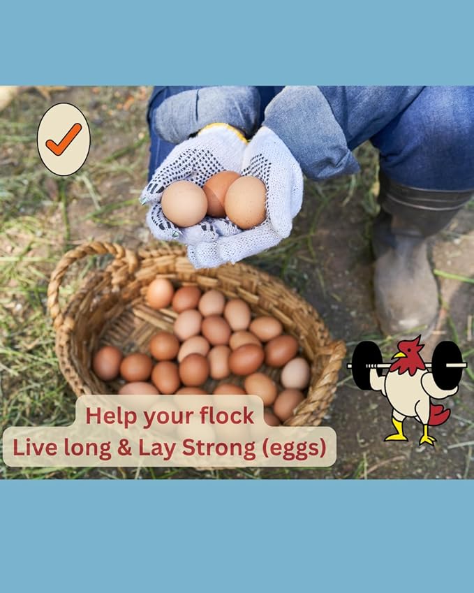 LitChicks’ Calcified Seaweed for Laying Chickens - Crushed Oyster Shell Alternative - Highly Digestible - Single Ingredient - Helps with Egg Laying & Flock Health. (5lbs)