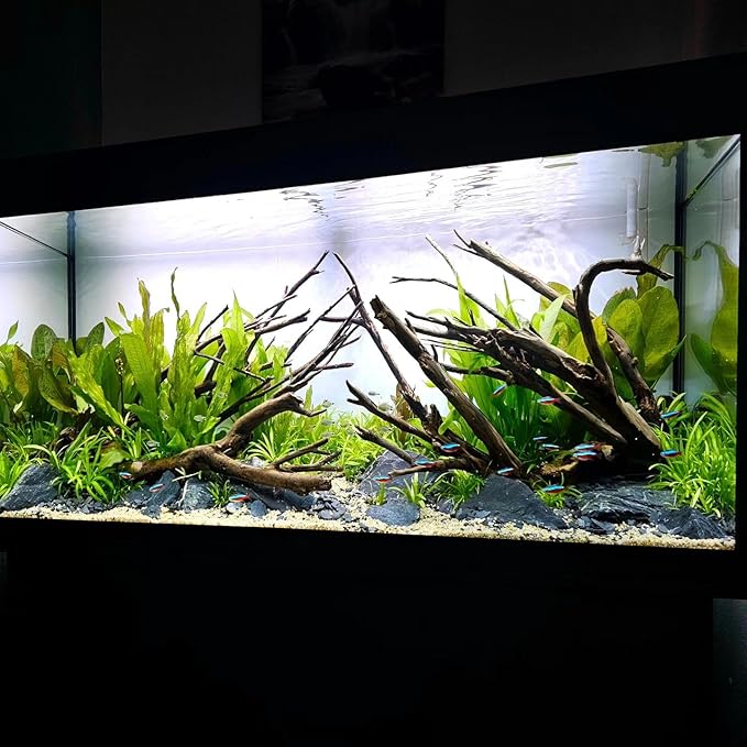 Amazon Sword Echinodorus Bleheri Live Plant for Freshwater Aquariums, Natural Fish Tank Decorations, and Aquatic Decor (3 Pots (6-9 Plants))