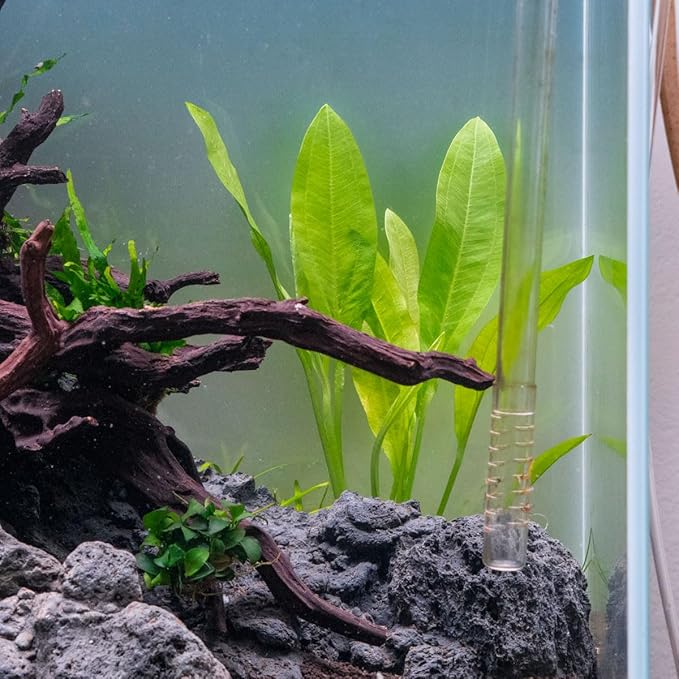 Amazon Sword Echinodorus Bleheri Live Plant for Freshwater Aquariums, Natural Fish Tank Decorations, and Aquatic Decor (3 Pots (6-9 Plants))