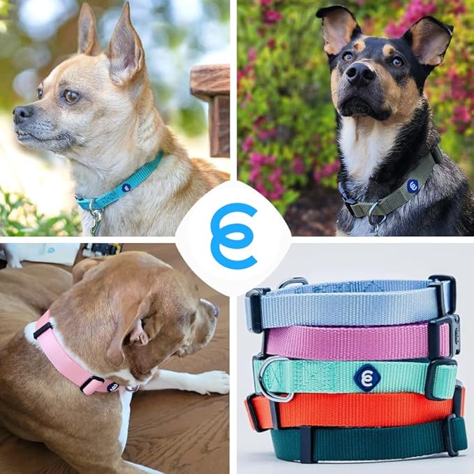 Blueberry Pet Essentials Neon Green Adjustable & Durable Large Dog Collar for Boys | Classic Collars for Large & Small Dogs, Stylish, Sturdy Nylon Collar for Pet Lovers