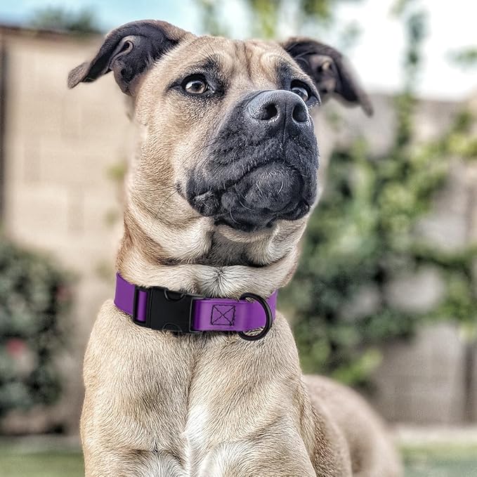 Dogline Biothane Waterproof Dog Collar with Quick Release Buckle Strong Coated Nylon Webbing with Odor- Proof for Easy Care Easy to Clean Fits Small Medium Large Dogs, Purple 3/4" W 12-19" L