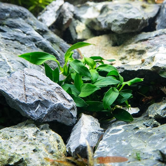 Ultum Nature Systems Anubias Barteri Tissue Culture Live Plant for Aquarium, Aquascape, Freshwater Fish Tanks - 100% Snail Free in Vitro