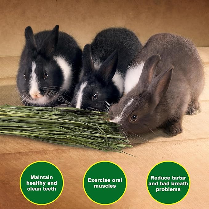 Premium Oat Hay for Pets - Dust Free Natural Green Fresh Pet Food Hay for Rabbits, Guinea Pigs, Chinchillas, Hamsters & Gerbils - 2.2lbs