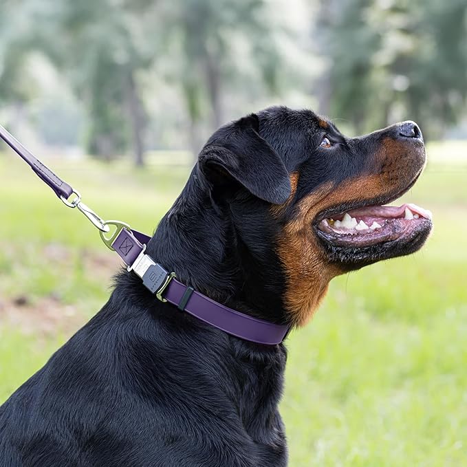 Dogline Biothane Waterproof Dog Collar with Herm Sprenger Black Stainless Steel Quick Release Buckle – Heavy Duty Tactical Durable Collar for Dogs – Comfortable and Safe Pet Collar W1 L 15-25" Purple
