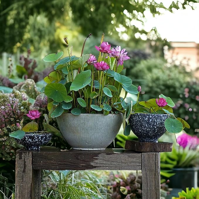 10pcs Mixed Color Bonsai Bowl Lotus Live Plants - Pre-Sprouted Non-GMO - Aquatic Beauties for Indoor and Outdoor Serenity Planting Instructions for Easy Grow - Great Gardening Gifts