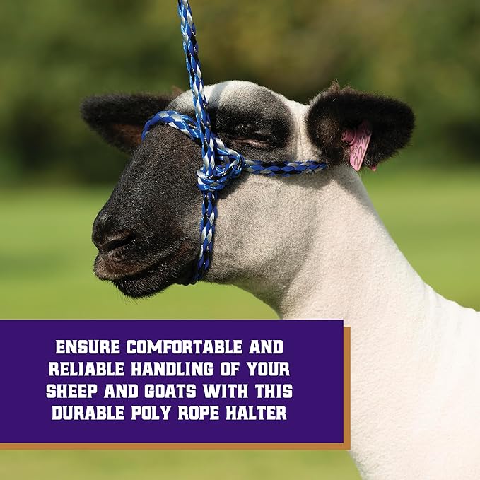 Weaver Livestock Poly Rope Sheep Halter, Modern Style Braid Sheep and Goat Rope Halter, Adjustable Lamb Halter Lead, Livestock Sheep Showing Supplies