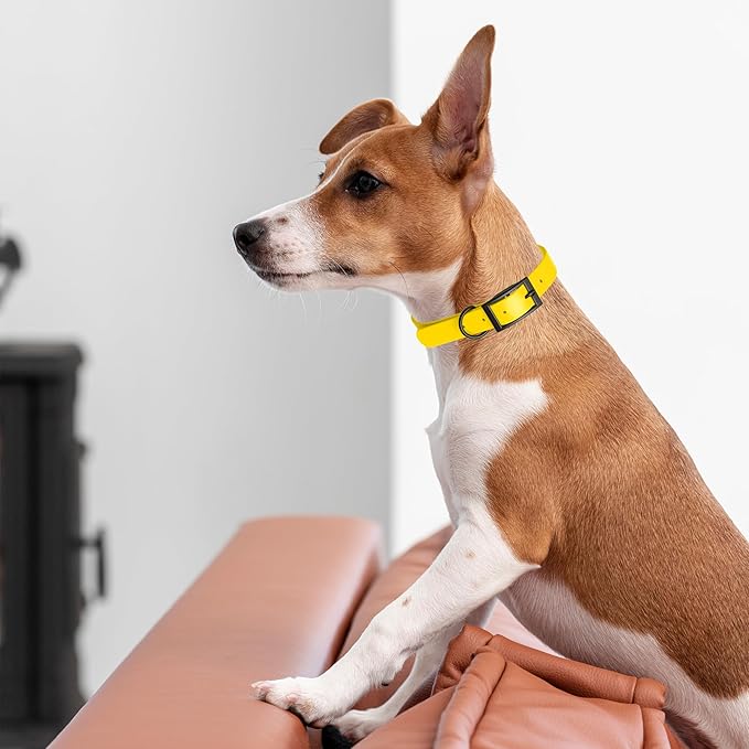 Dogline Biothane Waterproof Dog Collar Strong Coated Nylon Webbing with Black Hardware Odor- Proof for Easy Care Easy to Clean High Performance Fits Small Medium or Large Dogs, Lemon Yellow