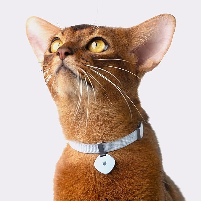 Safety Cat Collar Pro - U.S. IDA Gold Awarding Design, Elastic Quick Release Cat Collar with Buckle Non Breakaway - Lightweight for Kitten All Small Large Cats (Glacier Silver, M 7.9-15.7")