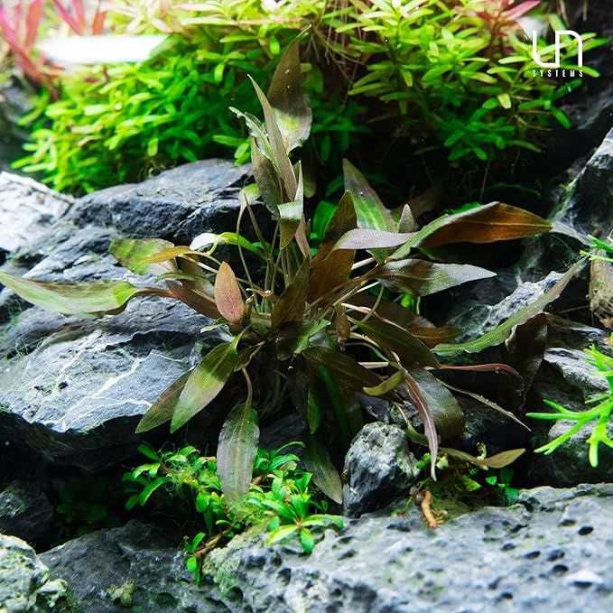 Ultum Nature Systems Live Tissue Culture - Cryptocoryne Wendtii 'Sindoor' - Moderate - Low to Medium Light - Red and Orange Accent - Midground - 100% Snail Free Grown in-Vitro - Regular Cup