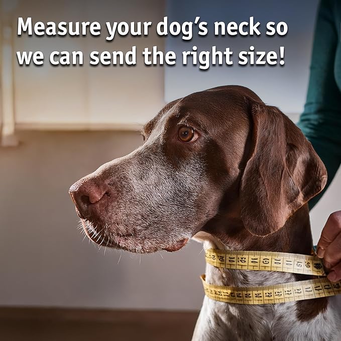 Biothane Custom Dog Collar – Waterproof, Stink-Proof Personalized Collar with Name & Phone Number – Durable, Many Sizes and Colors – Assembled in USA (Black)