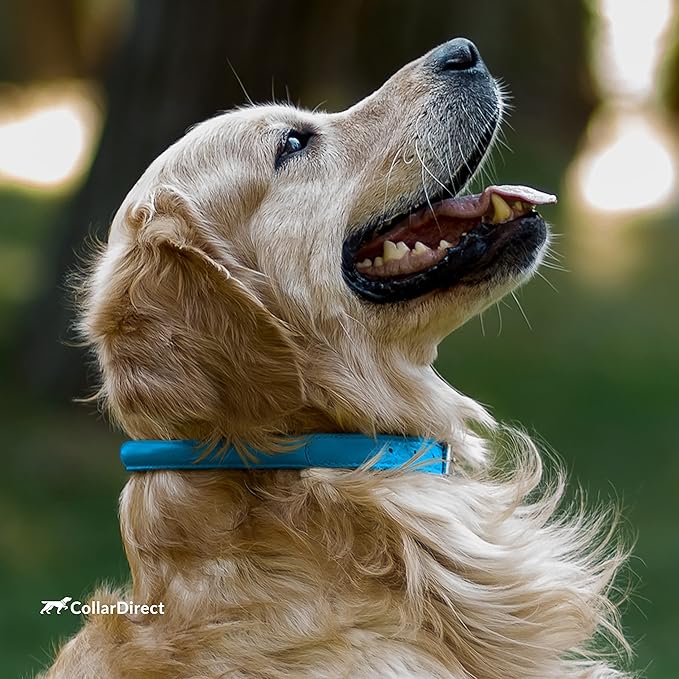 CollarDirect Rolled Leather Dog Collar, Soft Padded Round Puppy Collar, Handmade Genuine Leather Collar Dog Small Large Cat Collars 13 Colors (8-11 Inch, Light Blue Textured)