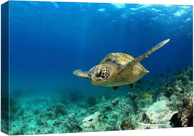 wall26 Canvas Print Wall Art Sea Turtle Gliding Through Sea Nature Ocean Photography Realism Nautical Scenic Relax/Calm Multicolor Ultra for Living Room, Bedroom, Office - 24"x36"
