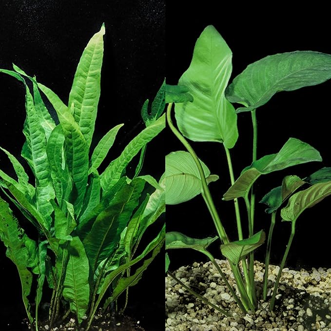 Java Fern and Anubias Aquarium Plant Bundle - Live Freshwater Plants for Aquascaping, Low Maintenance, Easy Beginner-Friendly Decor for Fish Tank