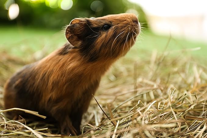 Blue Mountain Hay | Fresh Timothy Hay (5 Pounds) | Great for All Ages | High-Altitude Hay Pet Food for Rabbits, Guinea Pigs, Chinchillas, Hamsters, and Other Small Pets