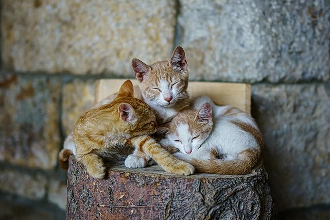 Disposable Litter Boxes for Kittens - Multi-Value (15 Pack), Kitten, Rabbit, and Senior Cat, Shallow, Small, Sanitary Must-Have 16.5 x 12.5 x 2 in.