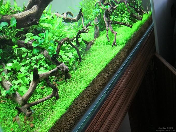 Foreground Potted Live Aquarium Plants | Freshwater Aquatic Plants for Aquariums (Potted Monte Carlo)