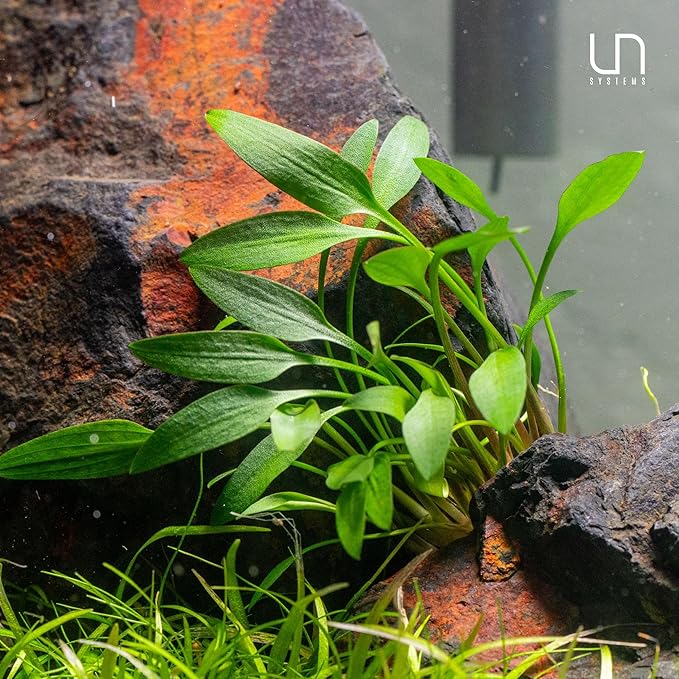 Ultum Nature Systems Cryptocoryne Mioya Tissue Culture Live Plant for Aquarium, Aquascape, Freshwater Fish Tanks - 100% Snail Free in Vitro