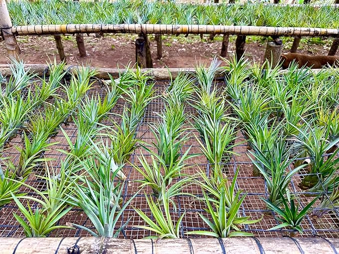 Air Plants - Tillandsia Fasciculata Tricolor, Large 4-6" - 1ct - Live Arrival Guaranteed - House Plants for Home Decor & Gift