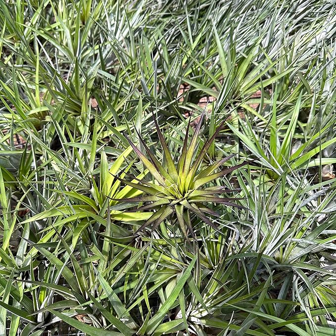 Air Plants - Tillandsia Fasciculata Tricolor, Large 4-6" - 3ct - Live Arrival Guaranteed - House Plants for Home Decor & Gift